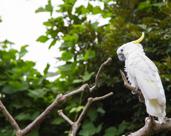 10 Days in Tokyo: Ueno Park and Tokyo Zoo