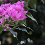 Daegu Arboretum, South Korea