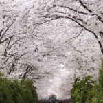 Cherry Blossom, Jinhae, South Kore