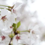 Jinhae, South Korea