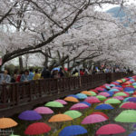 Jinhae, South Korea