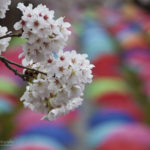 Jinhae, South Korea