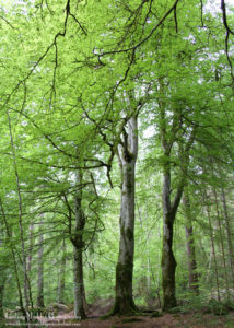 Trossachs National Park