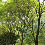 Daegu Arboretum, South Korea