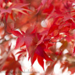 Daegu Arboretum, South Korea