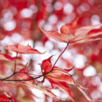 Daegu Arboretum, South Korea